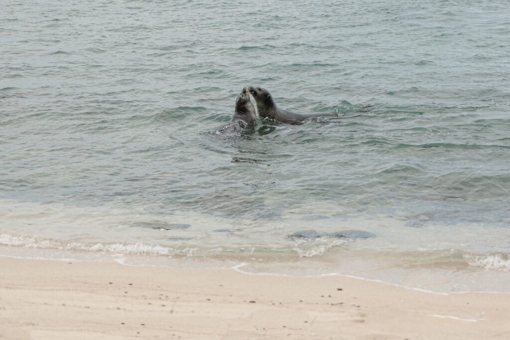 Monk Seals at Mahaiula Beach Kona Hawaii