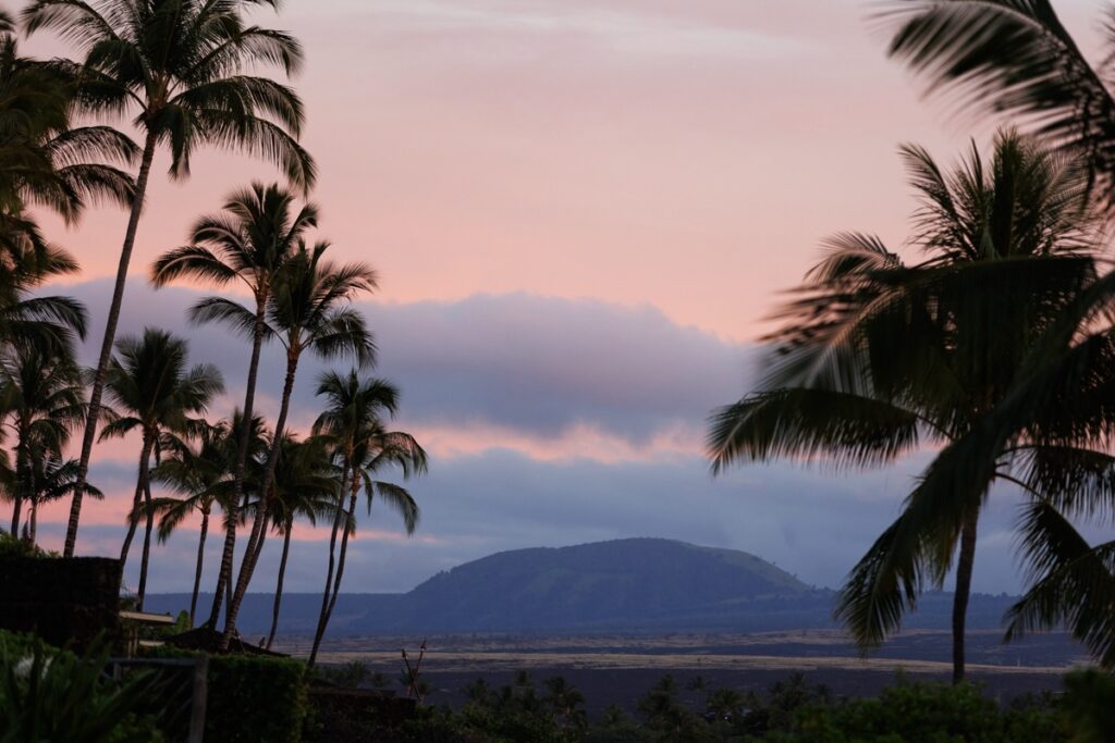 sunset with palm trees