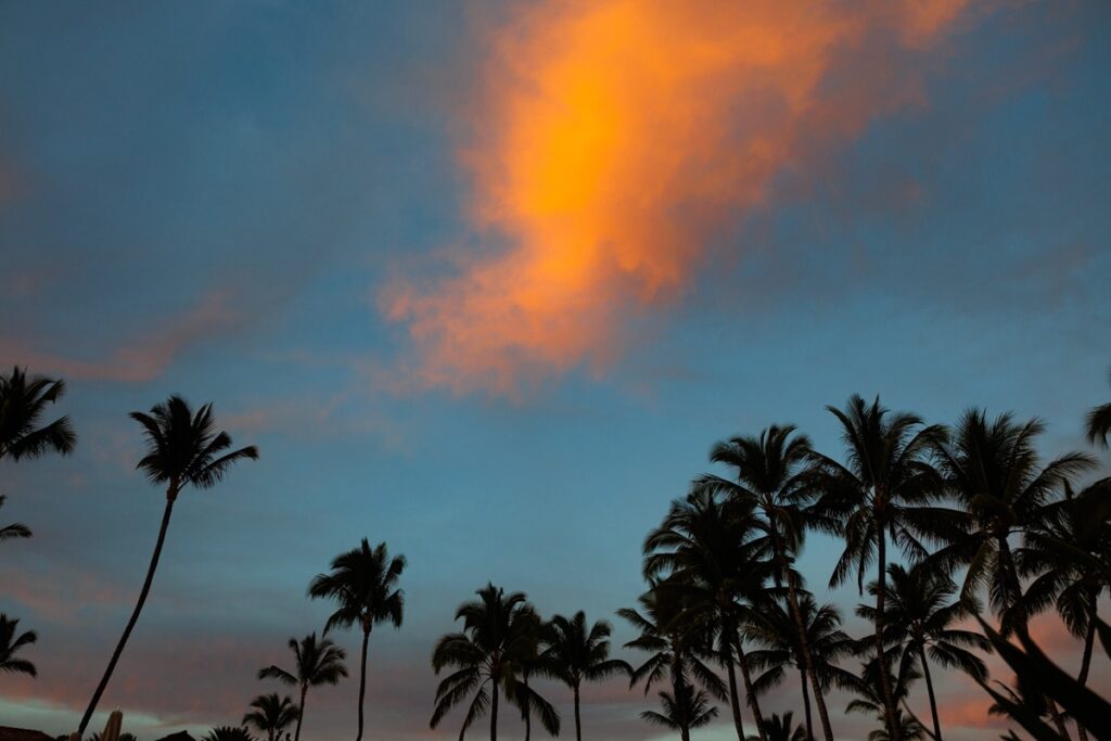 sunset with palm trees