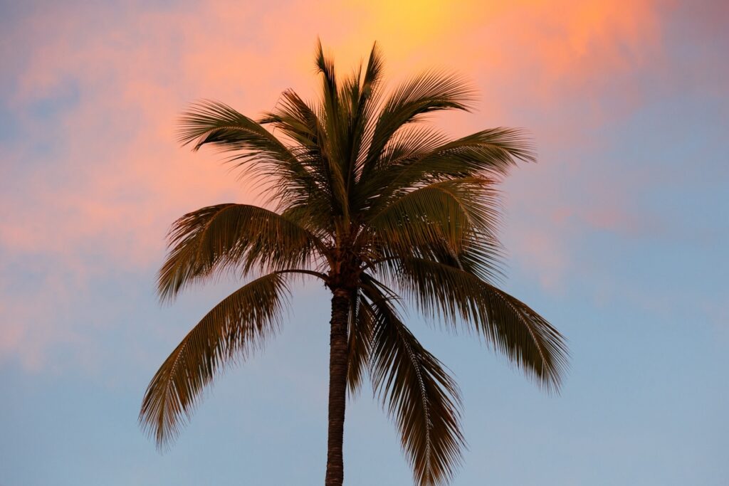 sunset with palm trees