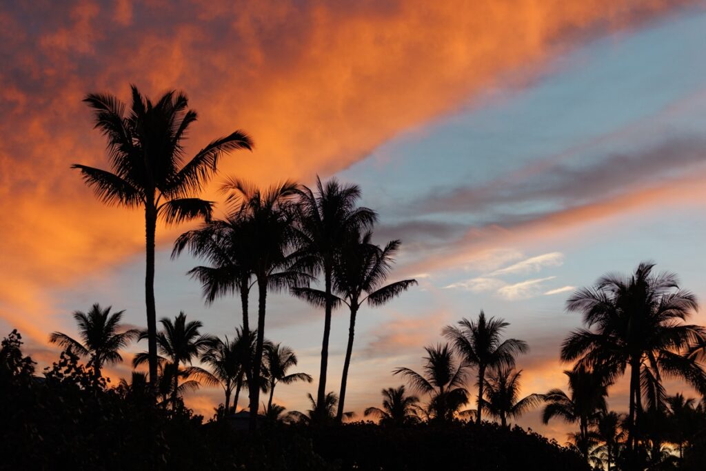 sunset with palm trees